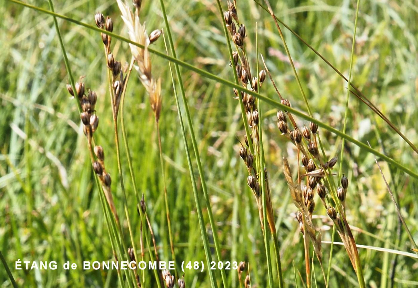 Rush, Heath plant